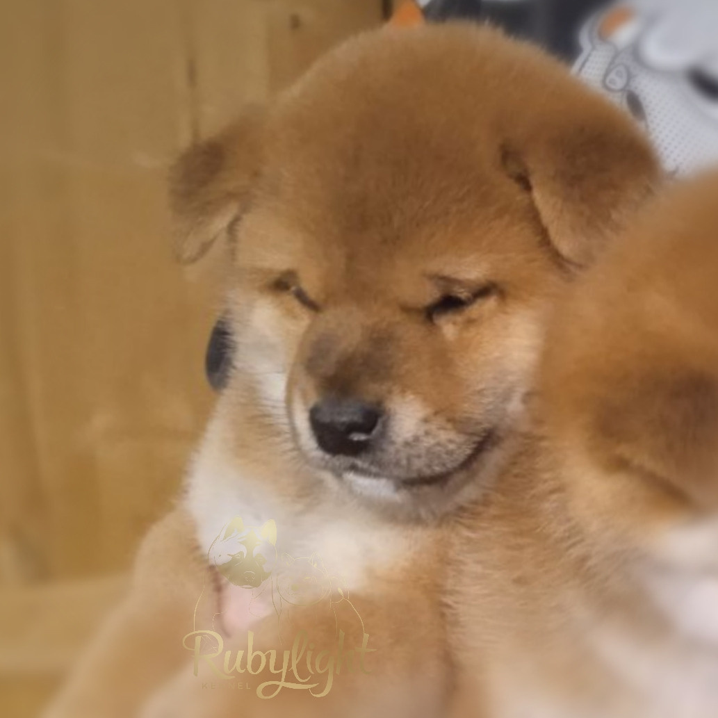 сиба питомник Рубилайт щенки на продажу rubylight  сиба щенки купить