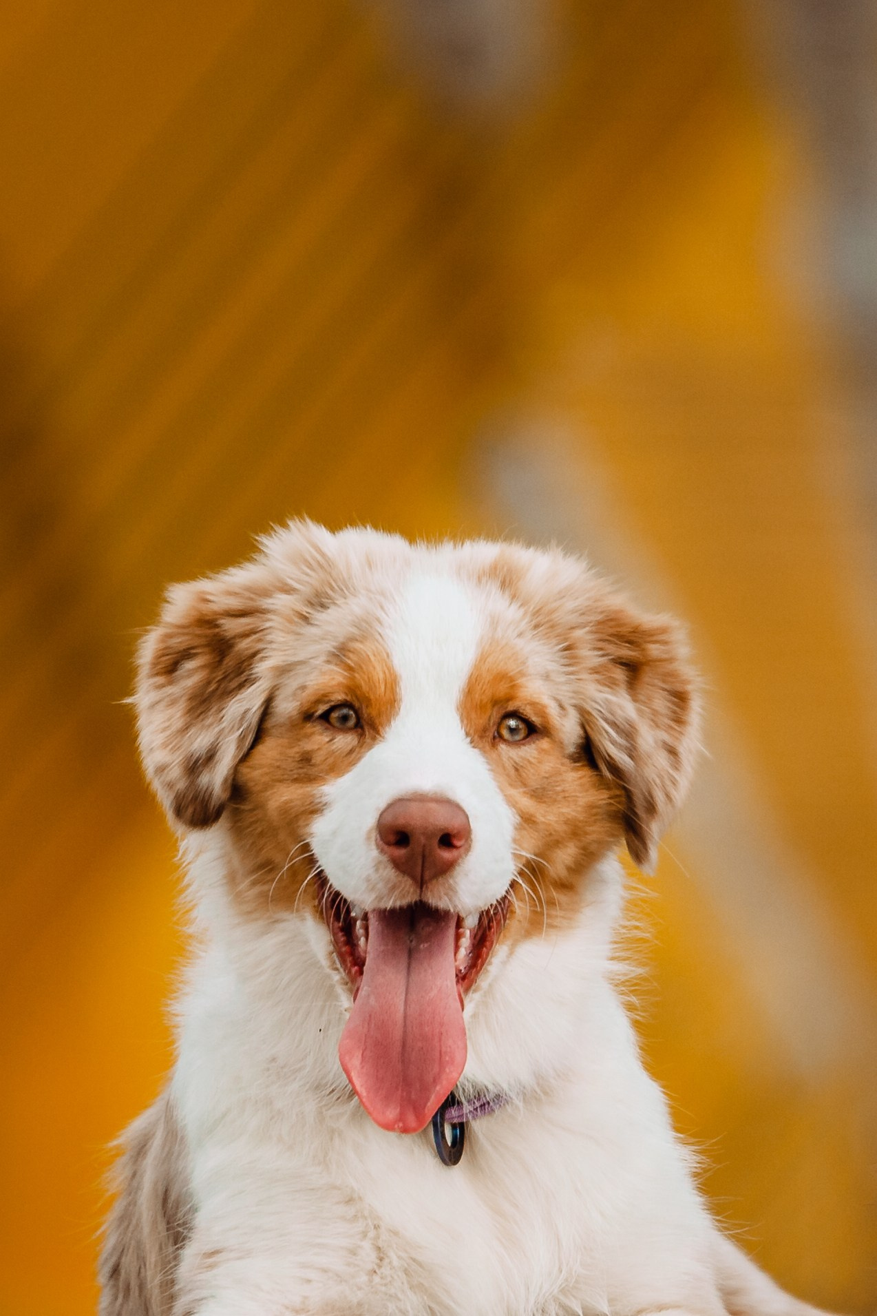 Андреевский мост. Фотограф-анималист Татьяна Степанова