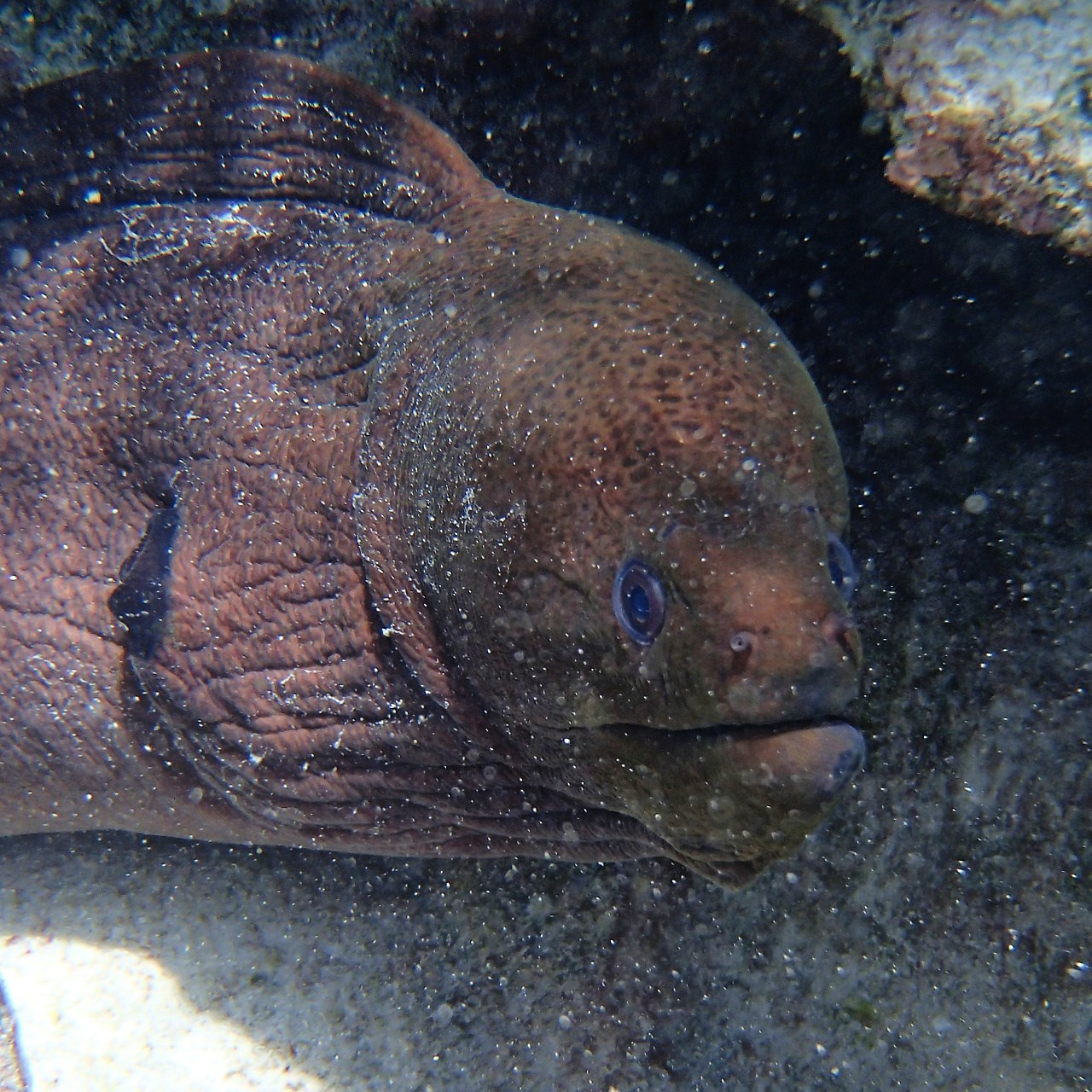 Мне посмотреть. Рыбов показываю