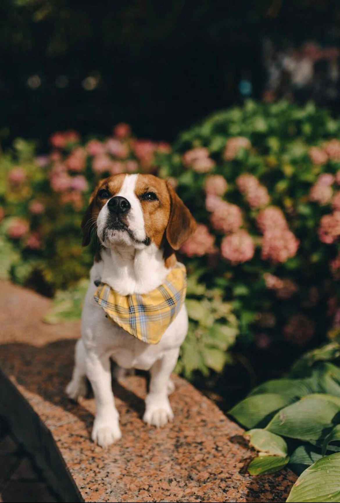 Чарли. DEWA | фотостудия для маркетплейсов