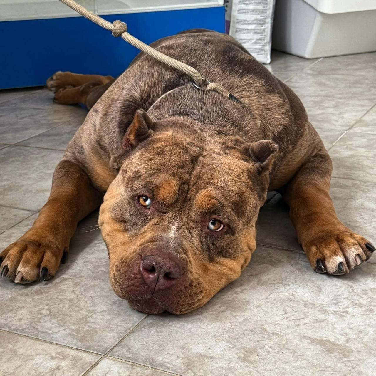 Mako’s GRANDBAR. Американские булли XL в г. Калининград. Питомник Great Bully UNIVERSE