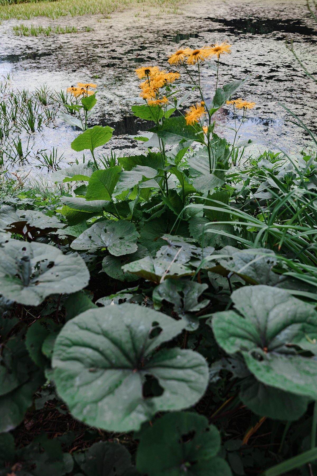 Pierre Fabre Аптекарский огород. Свадебный и семейный фотограф в Москве Кристина Ласковенкова