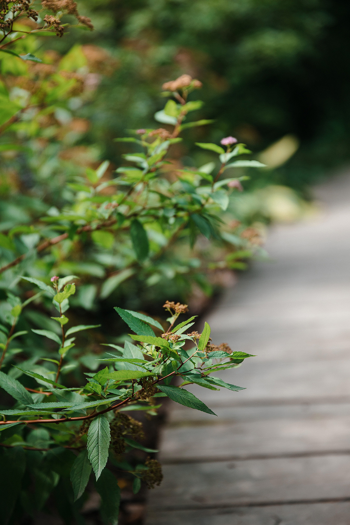 Pierre Fabre Аптекарский огород. Свадебный и семейный фотограф в Москве Кристина Ласковенкова