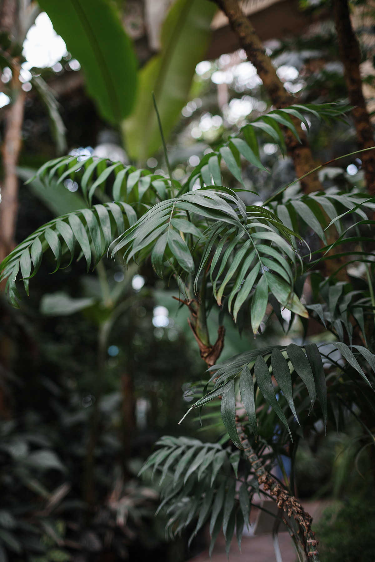 Pierre Fabre Аптекарский огород. Свадебный и семейный фотограф в Москве Кристина Ласковенкова