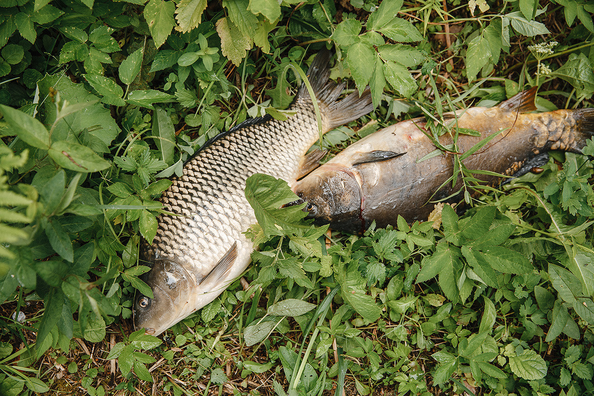 Дельта Золотой сазан. Свадебный и семейный фотограф в Москве Кристина Ласковенкова