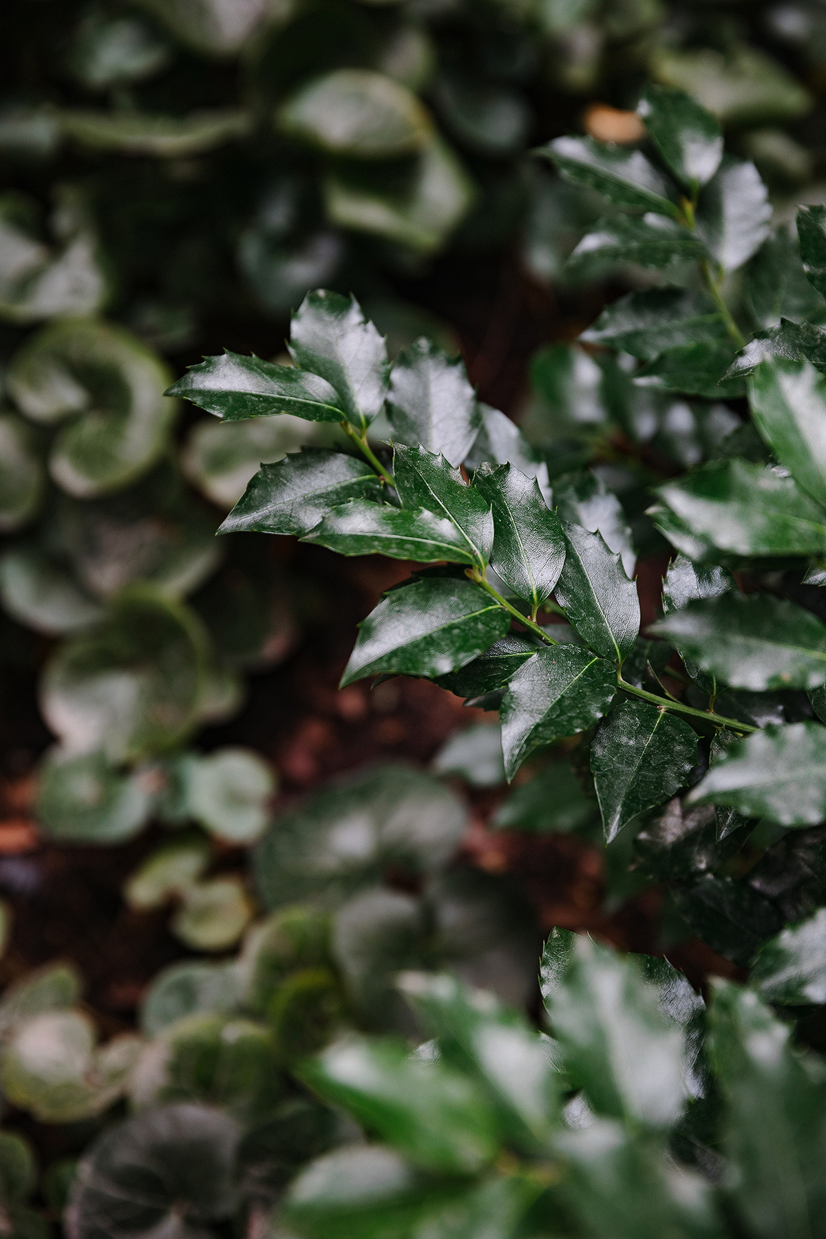 Pierre Fabre Аптекарский огород. Свадебный и семейный фотограф в Москве Кристина Ласковенкова
