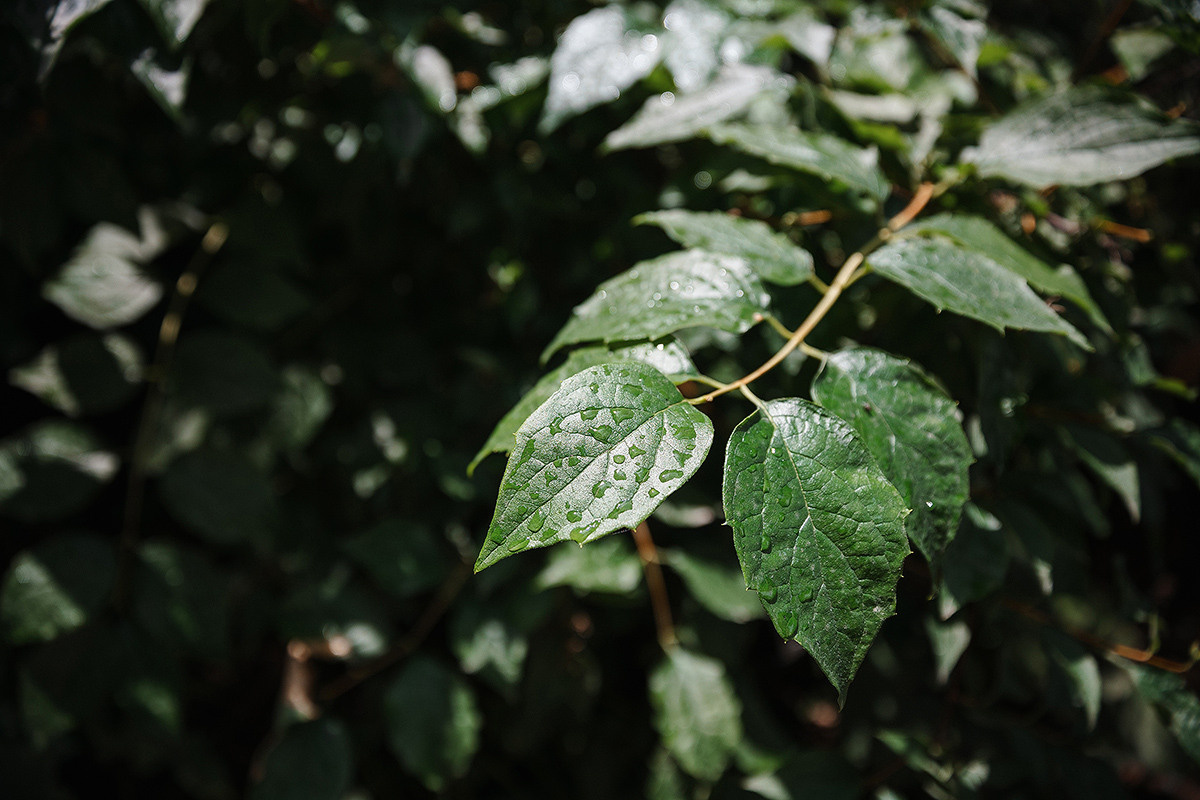 Pierre Fabre Аптекарский огород. Свадебный и семейный фотограф в Москве Кристина Ласковенкова