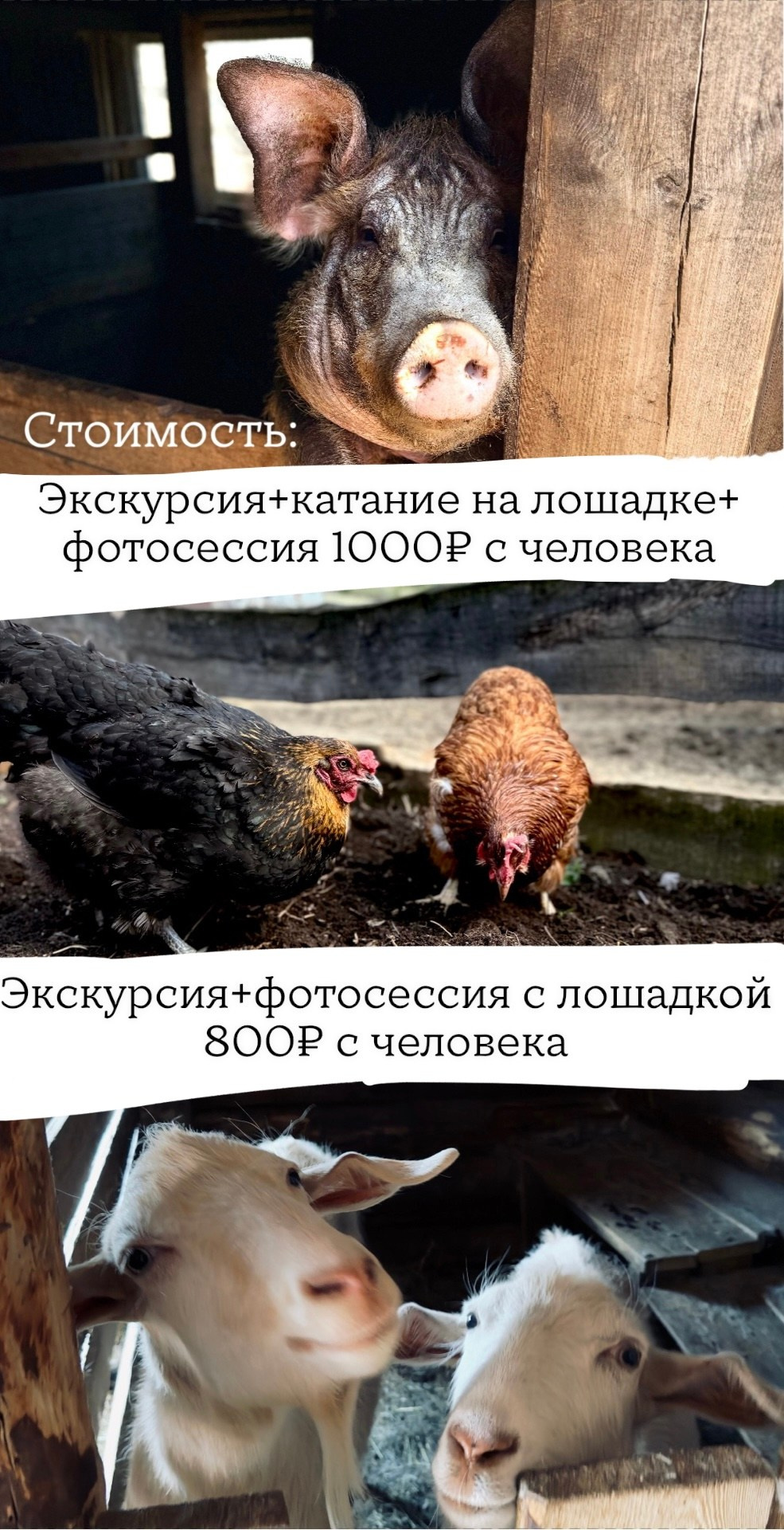ФОТО-экскурсия «Конный двор». Фотограф Косинова Алёна