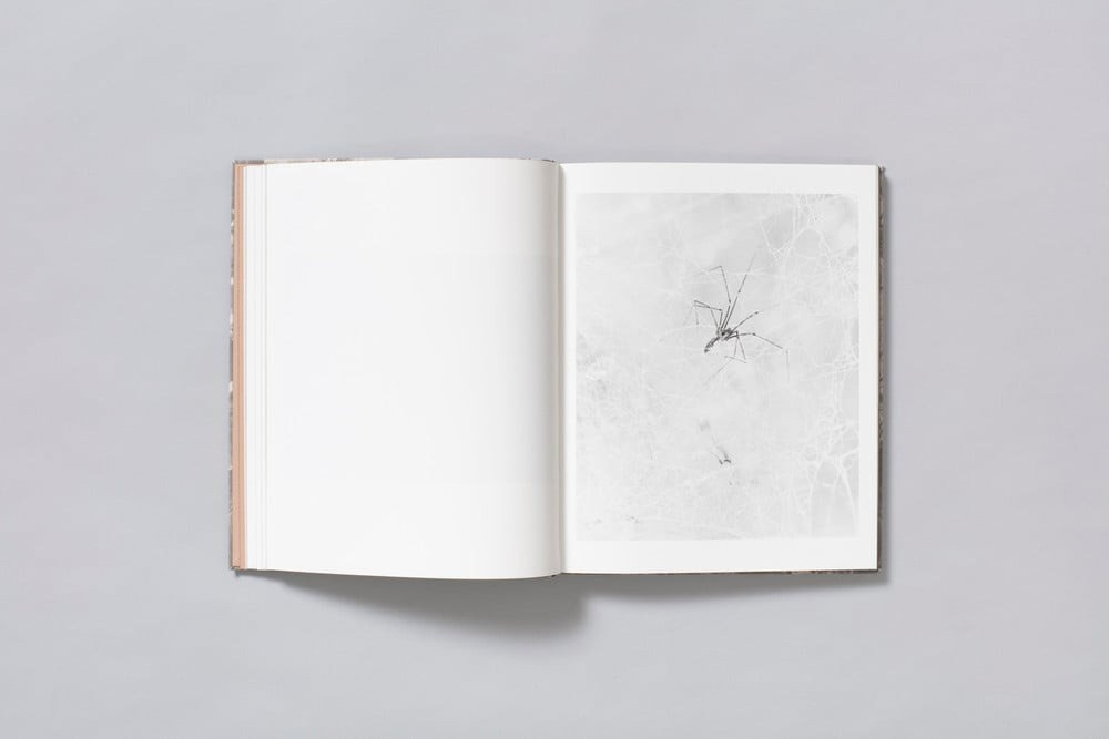 ФОТОКНИГА КАК ДИСЦИПЛИНА: (НЕ) СТРЕМИТЕЛЬНОЕ РАЗВИТИЕ. Самоорганизация Низина