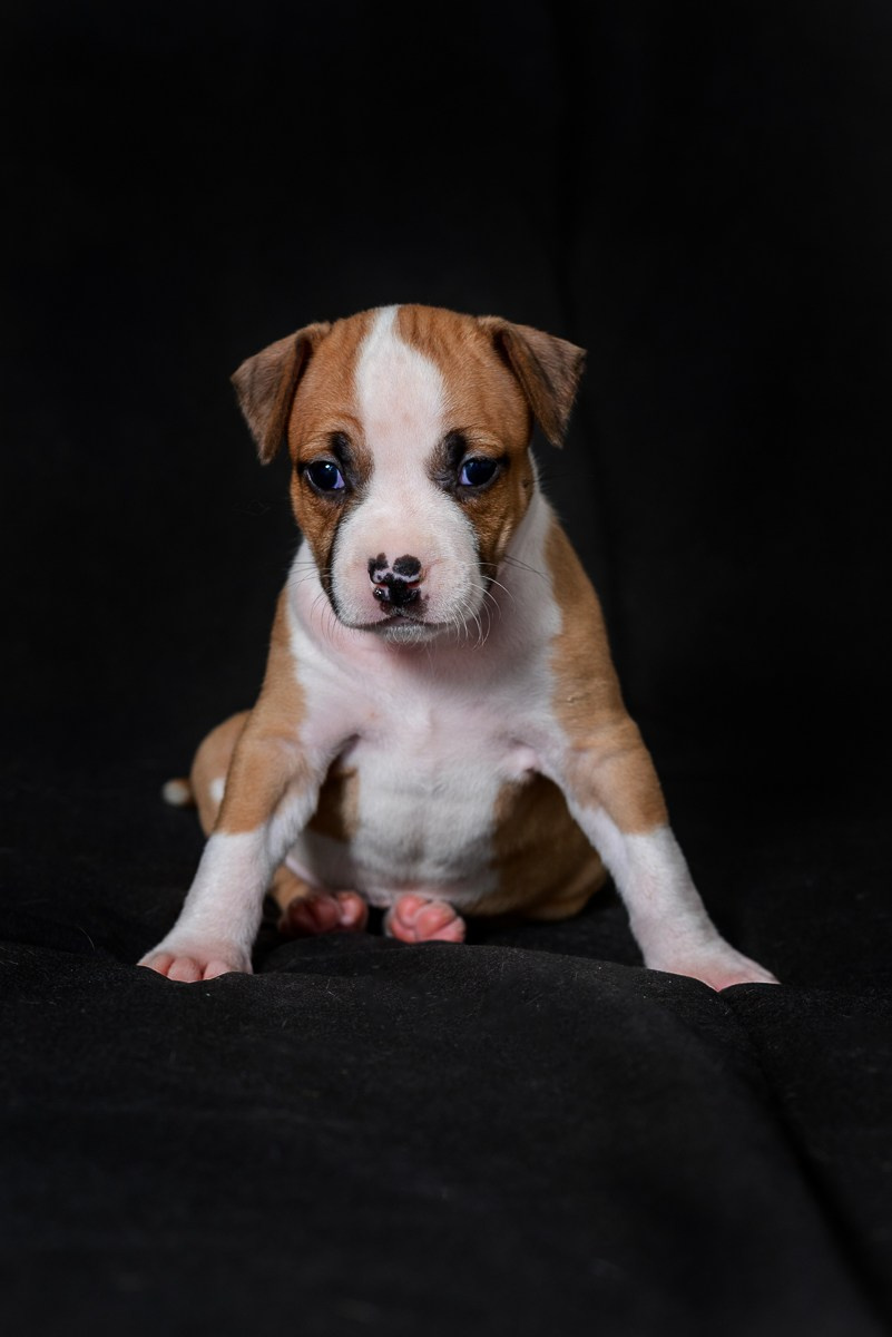 ЖЫВЁЛЫ. Вясельны і партрэтны фатограф Сяргей Клемянок