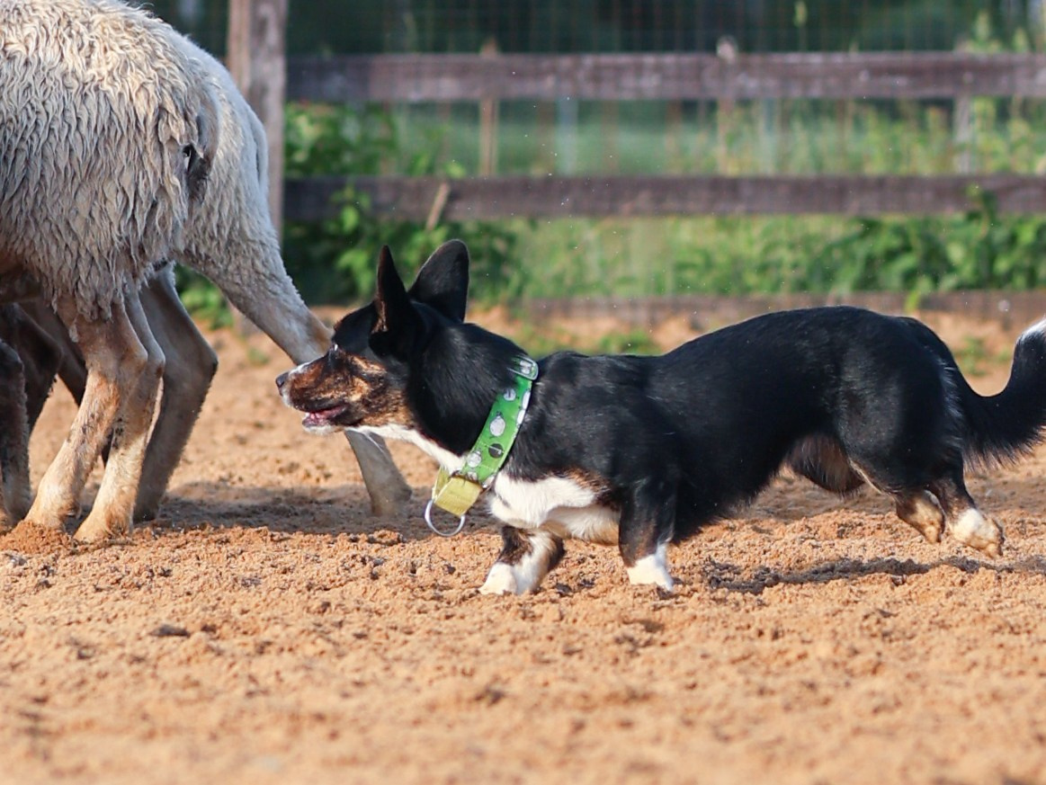 Пастьба. Фотограф-анималист в Москве Кириллова Татьяна