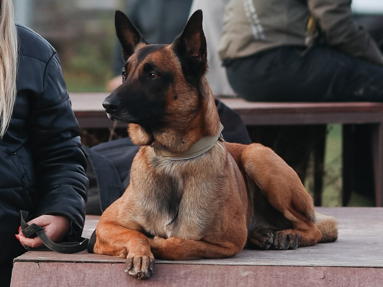 Соревнования BH. Фотограф-анималист в Москве Кириллова Татьяна