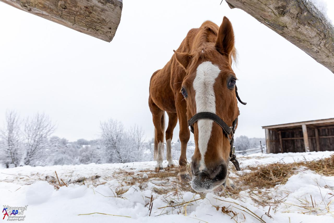 Усадьба Л. Н. Толстого «Ясная поляна» зимой. Фотограф в Туле Крупский АнДРей. Фотостудия «КАДР71» в Туле