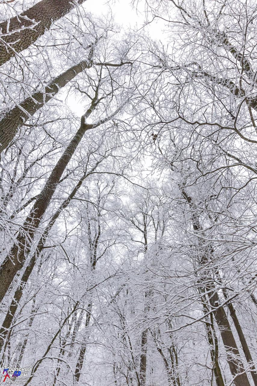 Усадьба Л. Н. Толстого «Ясная поляна» зимой. Фотограф в Туле Крупский АнДРей. Фотостудия «КАДР71» в Туле