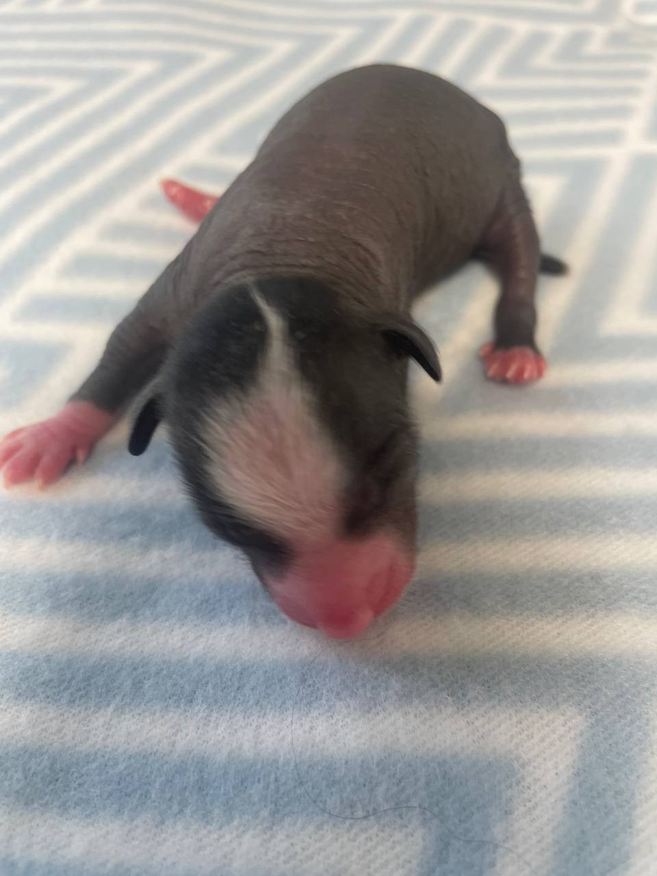 D3 День Рождения