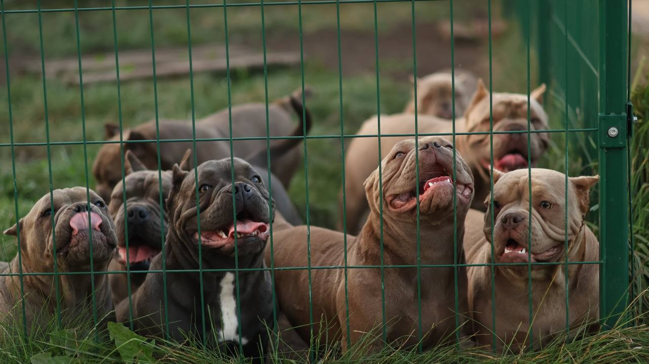 Купить Булли Нижний Новгород, Купить Американского Булли Нижний Новгород, Американский Булли Нижний Новгород, Купить щенка Булли Нижний Новгород,  Питомник Американских булли Нижний Новгород, 