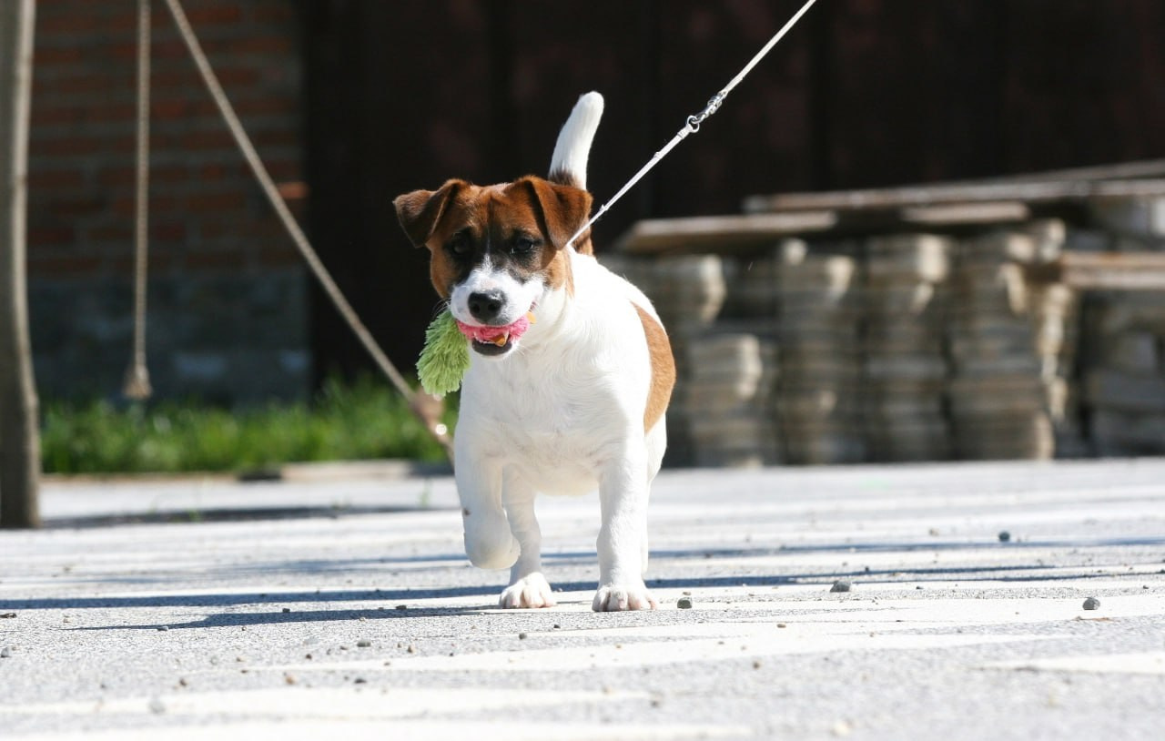 ADM'S DOGS GATSBY FOR LOVELY ORANGE. Lovely-Orange питомник джек рассел терьеров