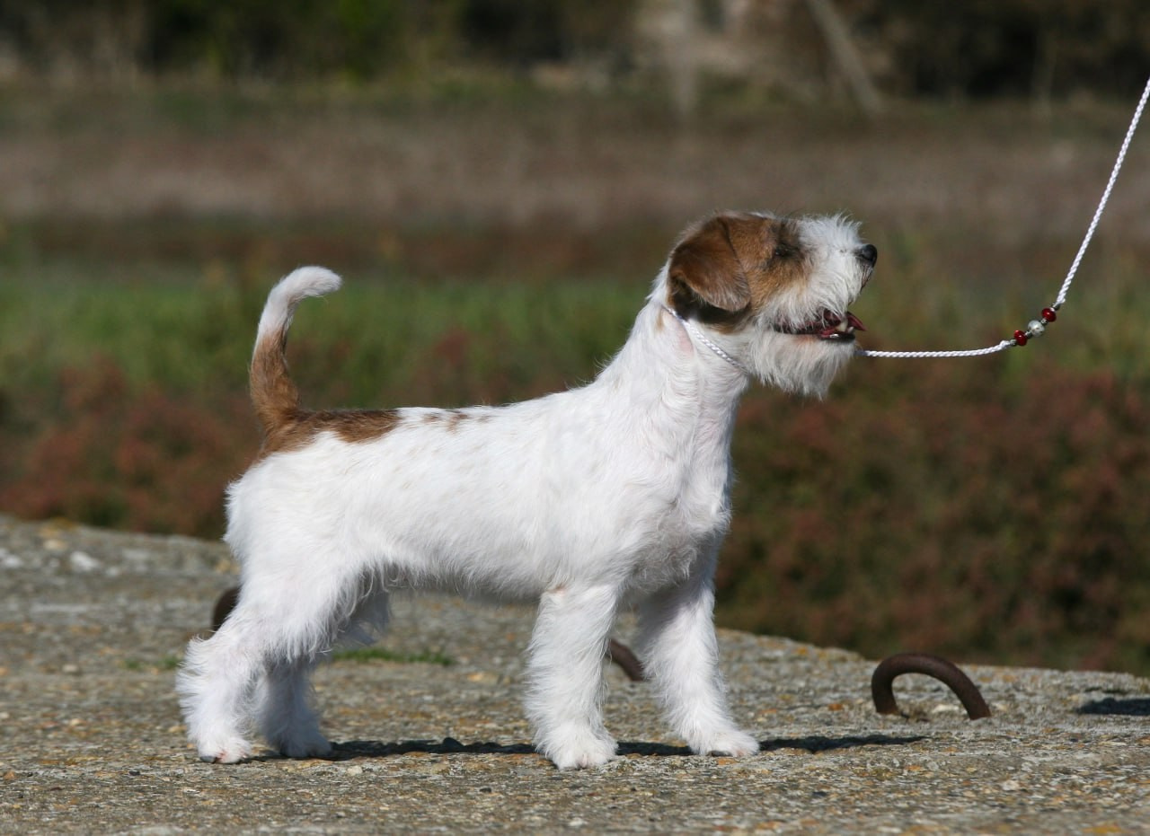 Lovely -Orange Team Spirit. Lovely-Orange питомник джек рассел терьеров
