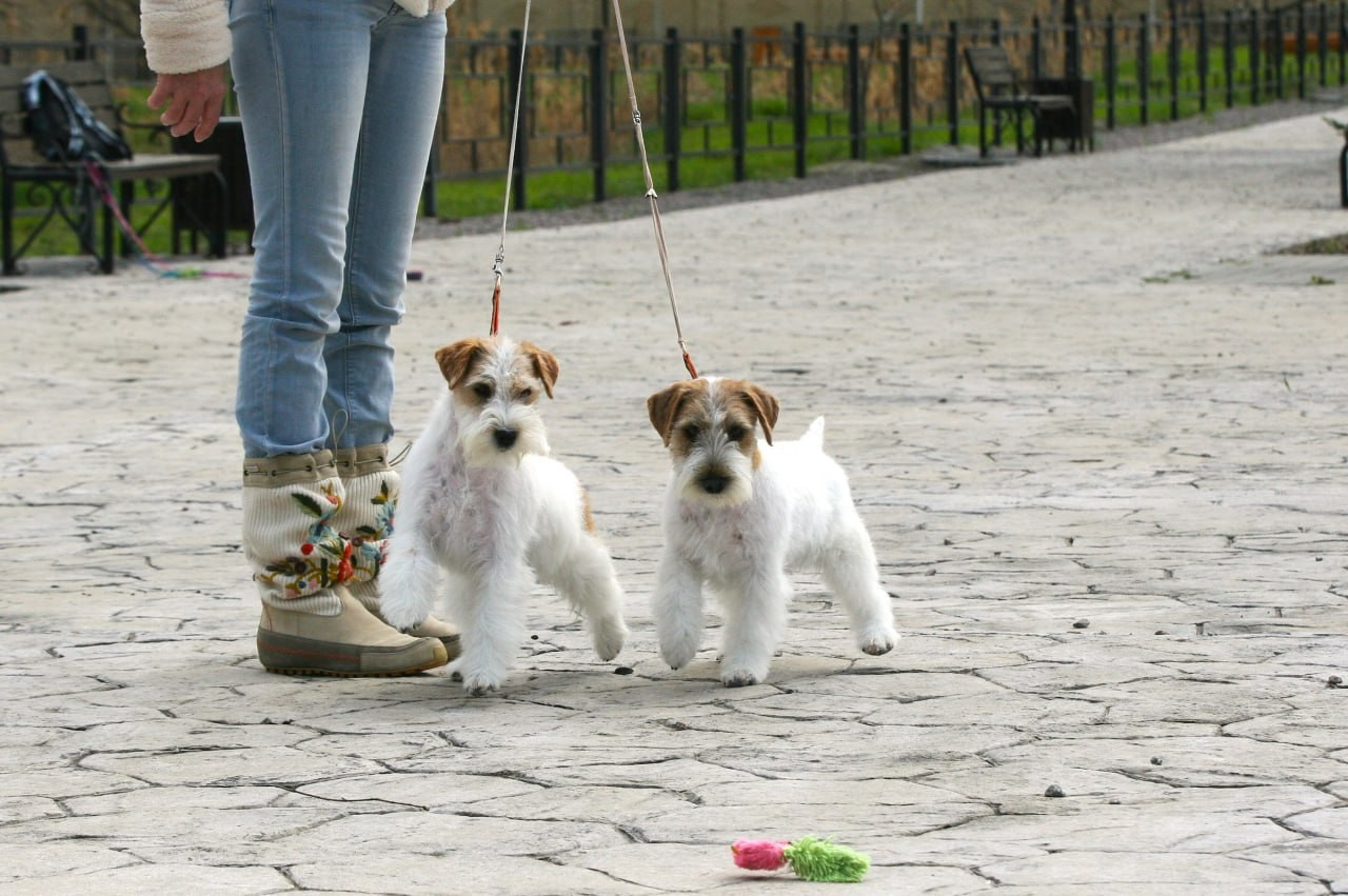 Lovely-Orange Coza Nostra. Lovely-Orange питомник джек рассел терьеров