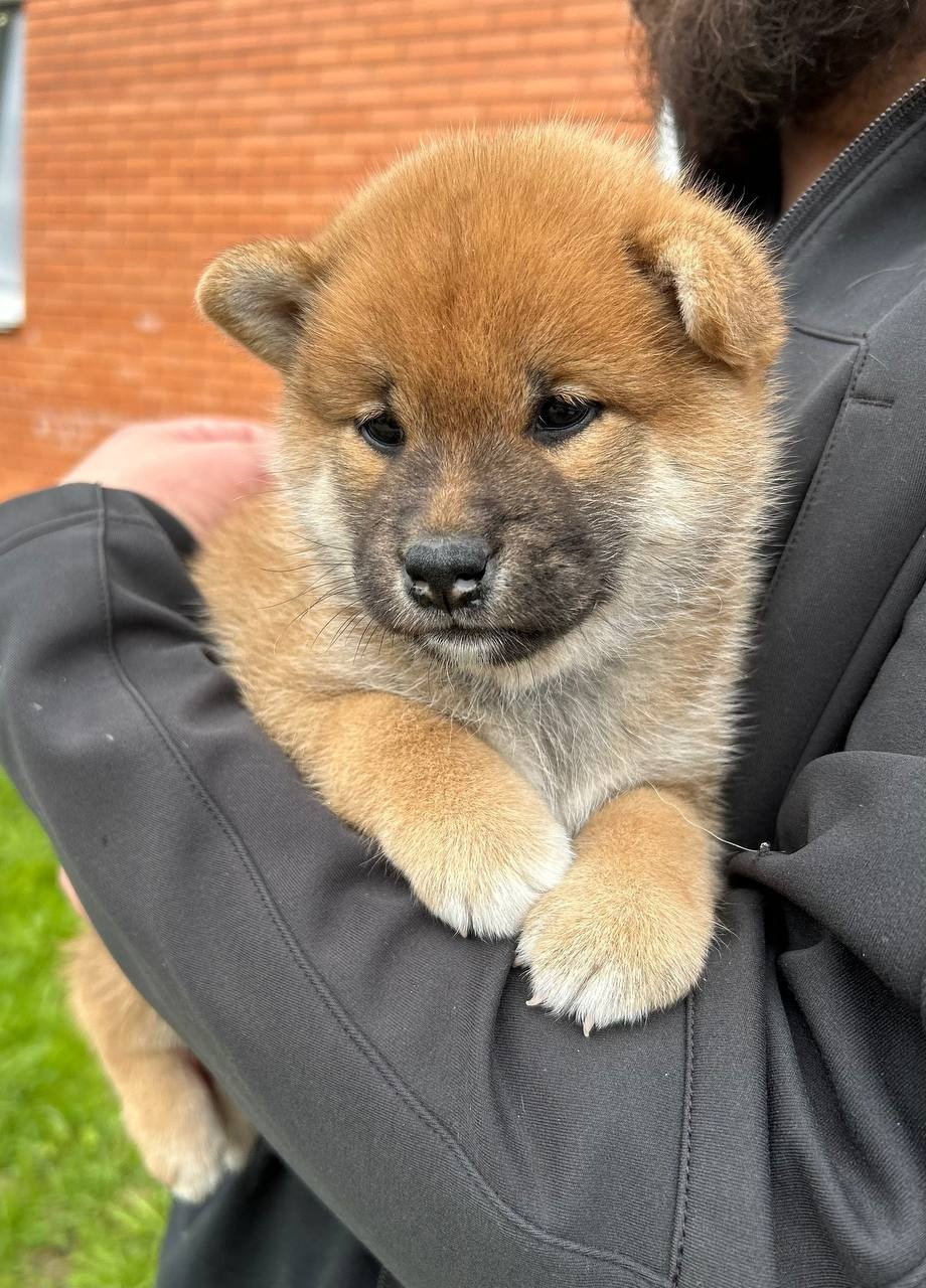 сиба питомник Рубилайт щенки на продажу rubylight  сиба щенки купить СПб Санкт-Петербург