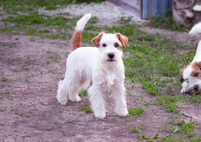Жесткошерстная. Бело-рыжая Джек рассел терьер. КАНЕ МАЭСТРО СЕРЕБРО. КАНЕ МАЭСТРО — питомник Джек рассел терьеров