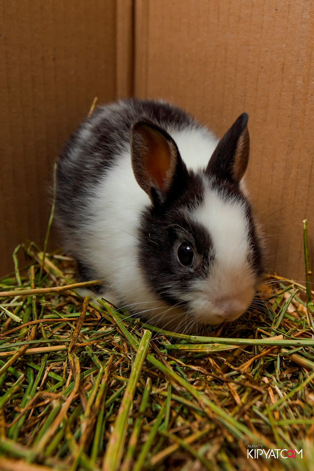 ХАЧАПУРИ ХИНКАЛЬЕВИЧ НА ДОСТЫК. КИПЯТКОМ АЛМАТЫ! Фотосъемка мероприятий в Алматы