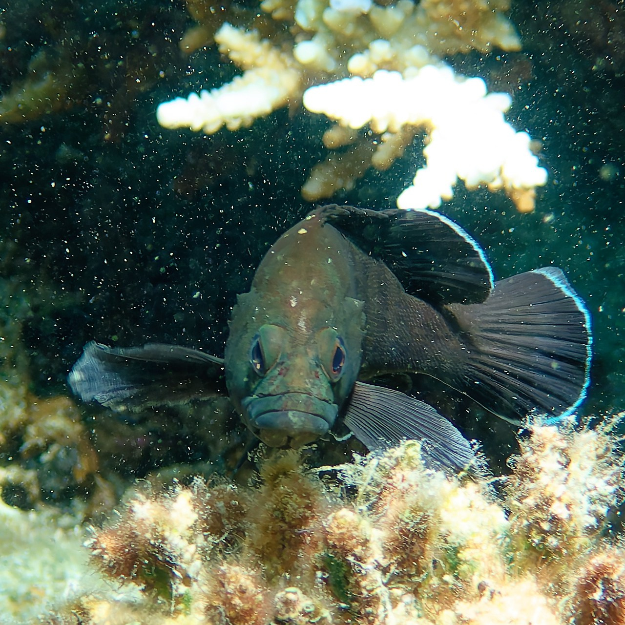 Мне посмотреть. Рыбов показываю
