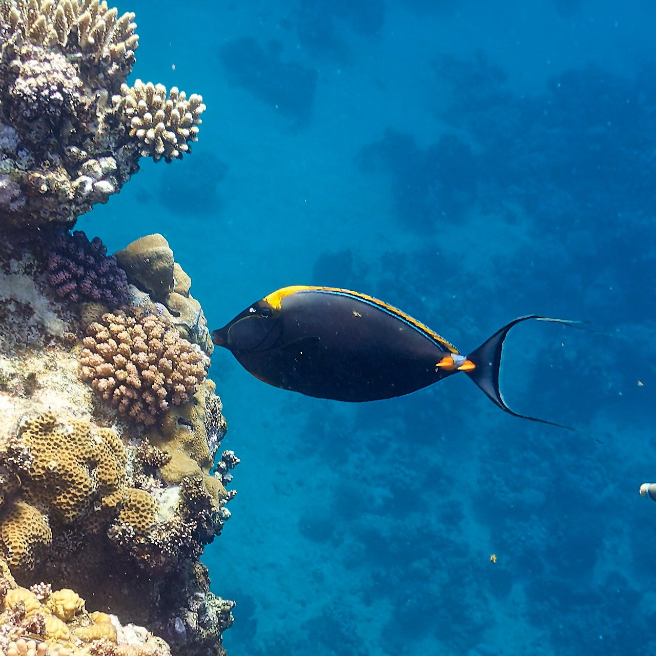 Мне посмотреть. Рыбов показываю