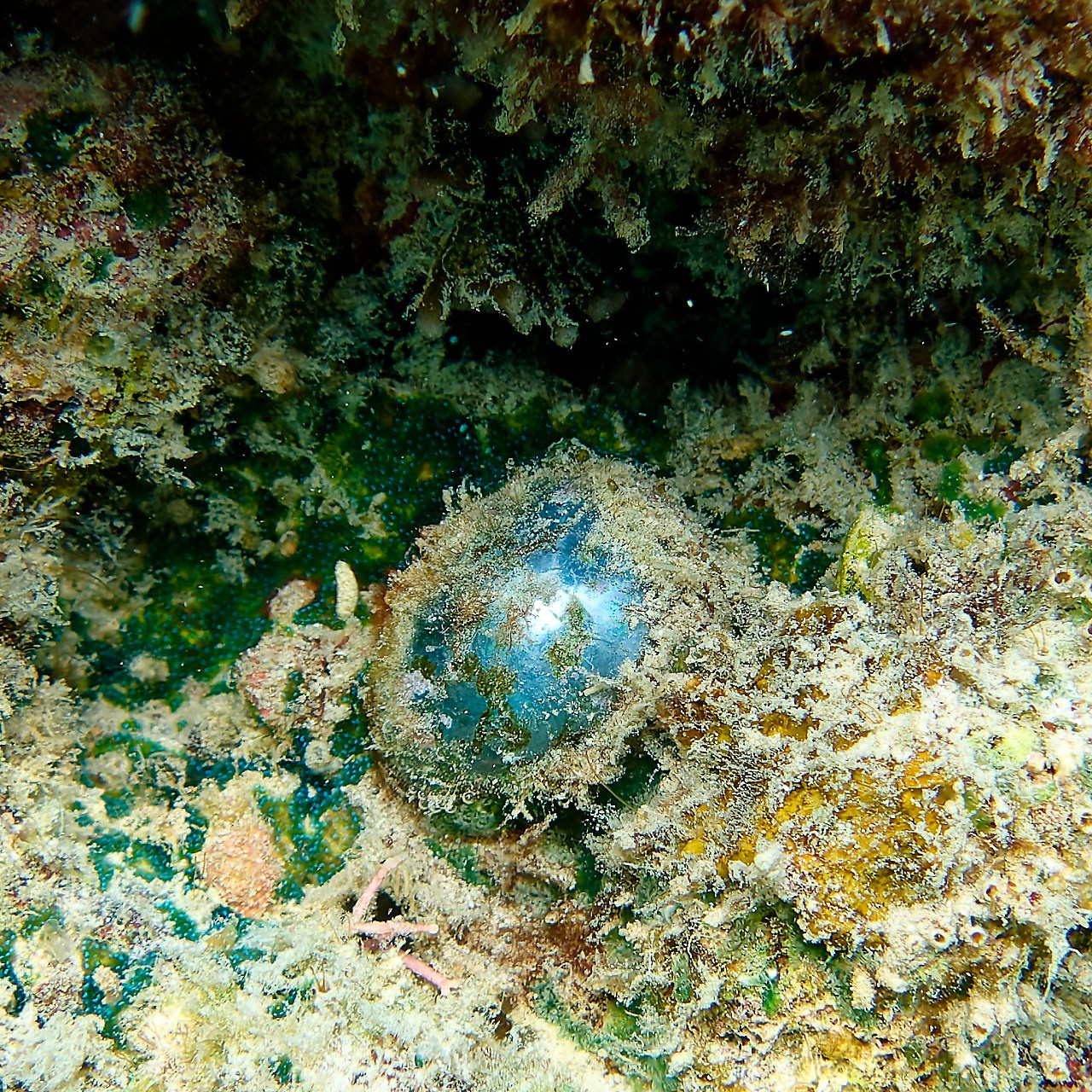 Мне посмотреть. Рыбов показываю