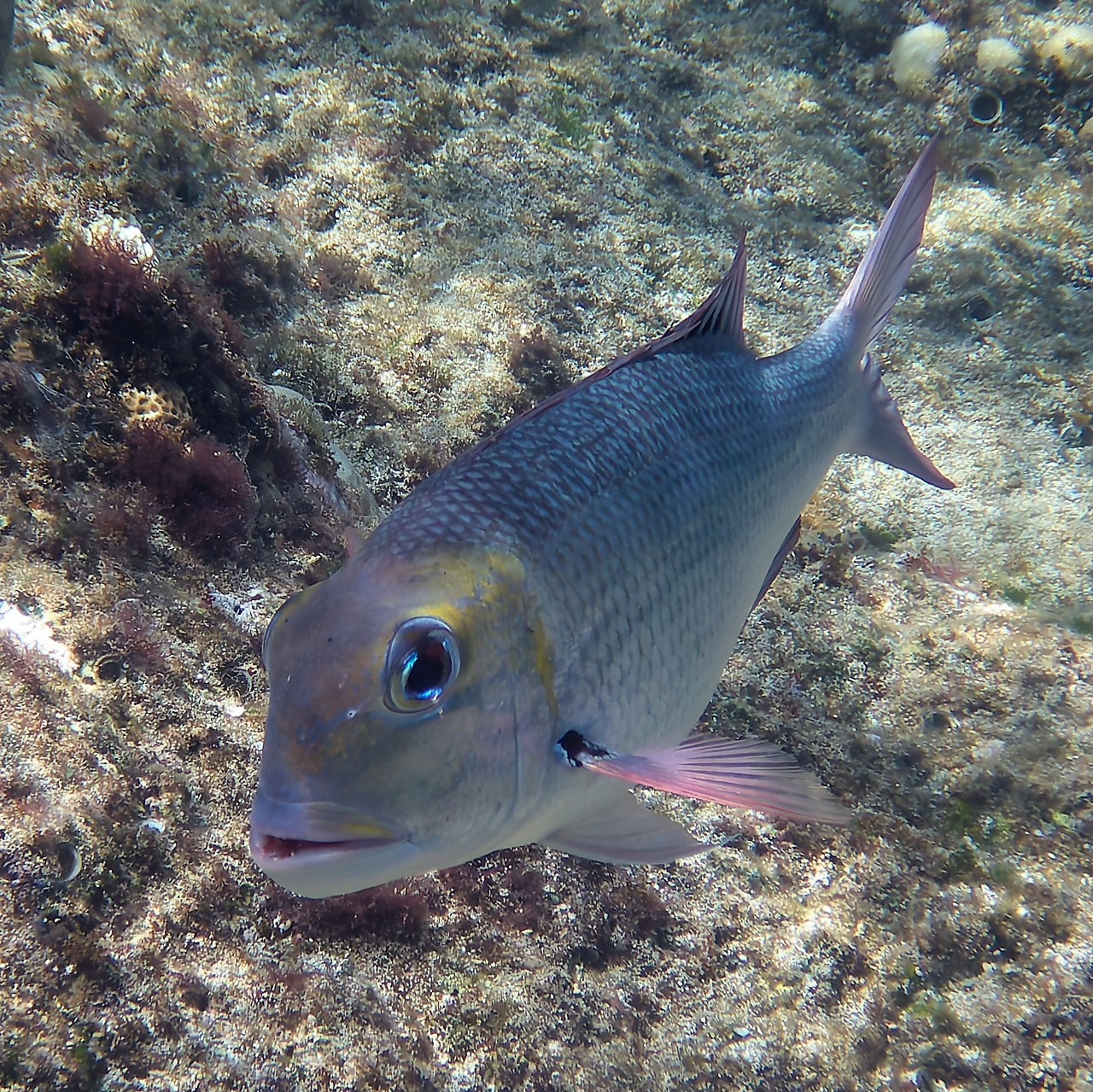 Мне посмотреть. Рыбов показываю
