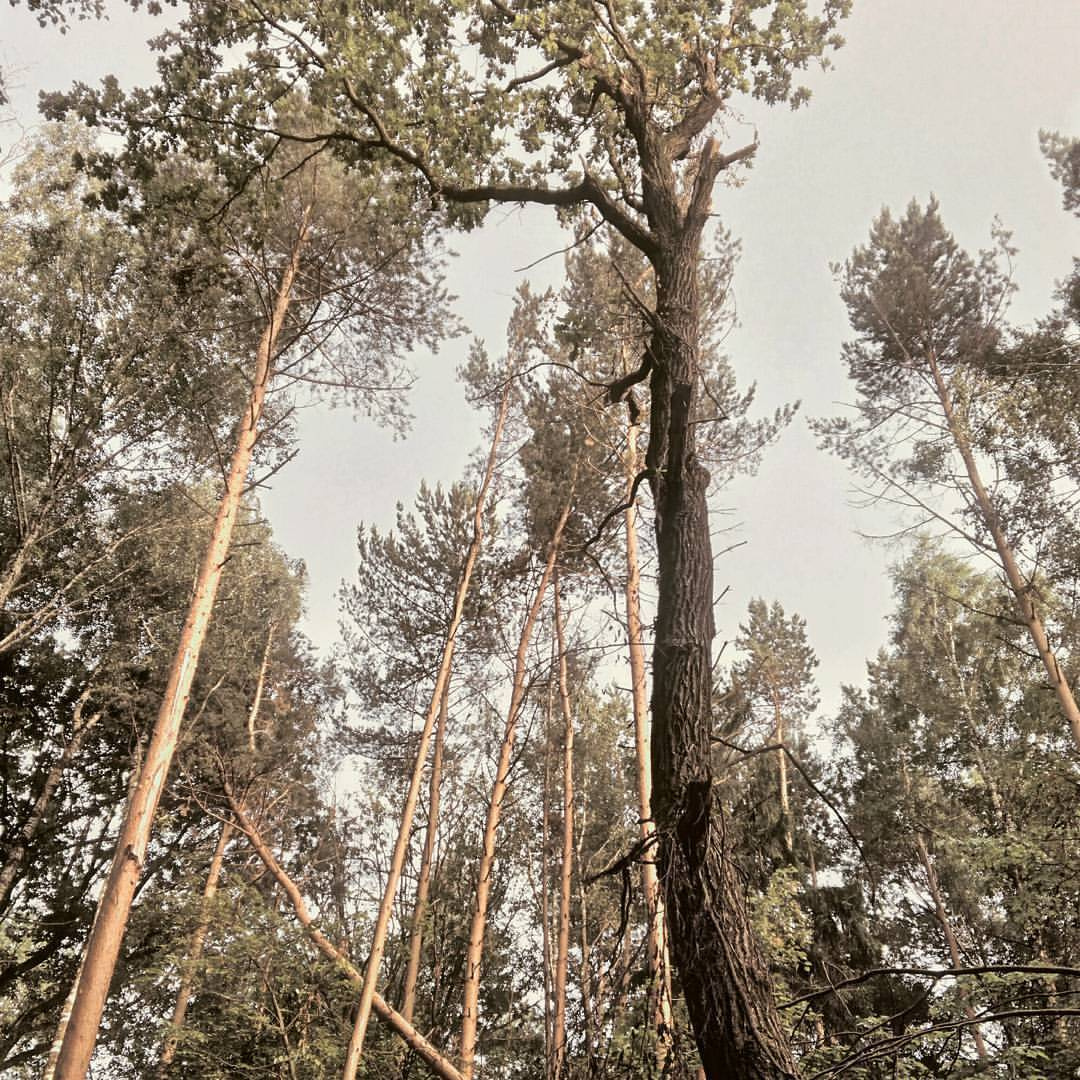 Пейзажи. Свадебный фотограф Олег Шатохин  Москва и Московской область