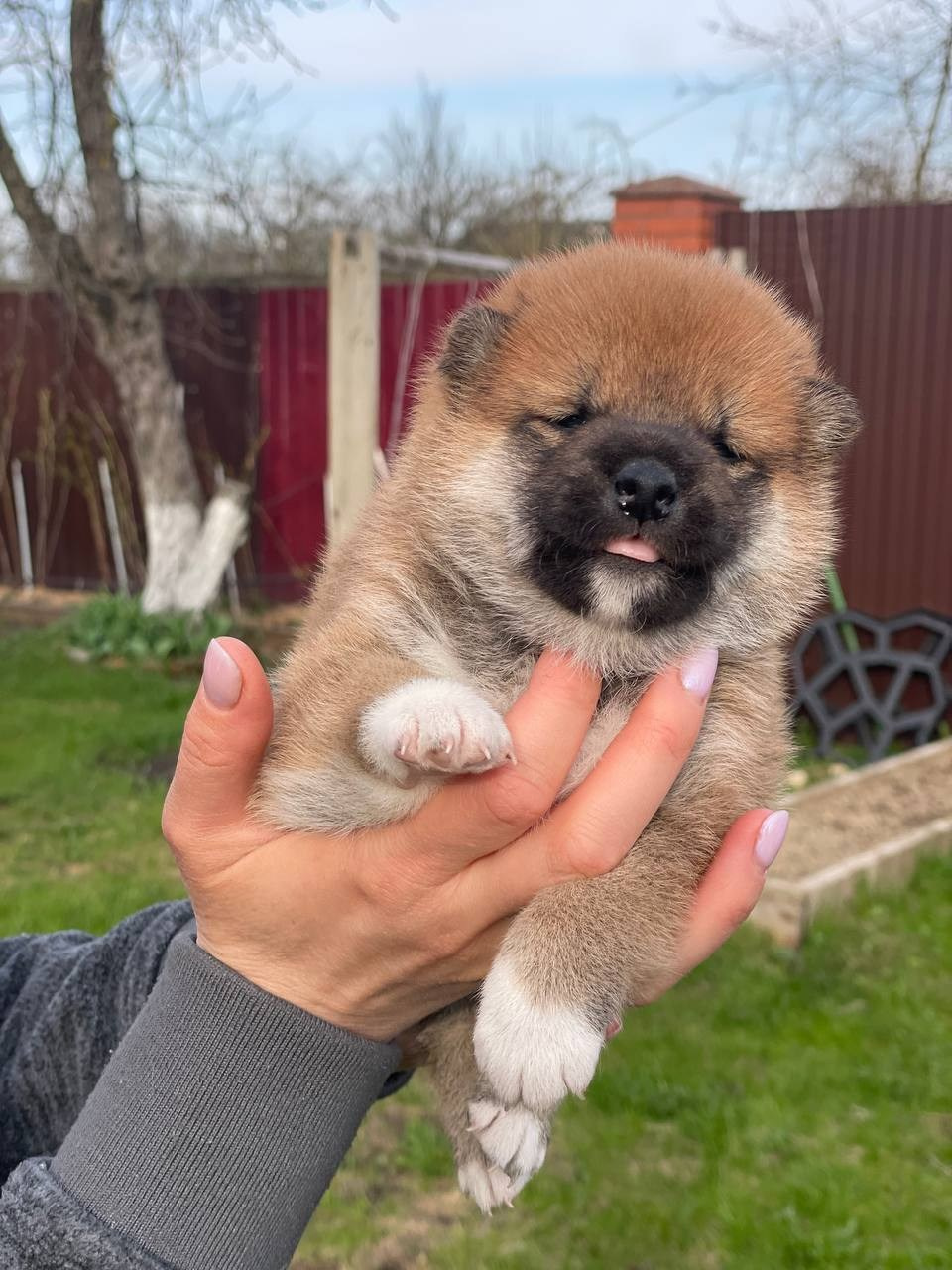 Сиба Rubylight Fumiko питомник Рубилайт