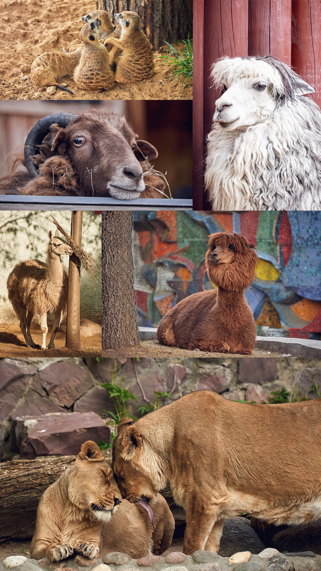 Контент. Семейный фотограф в Старой Купавне Инна Андреевна