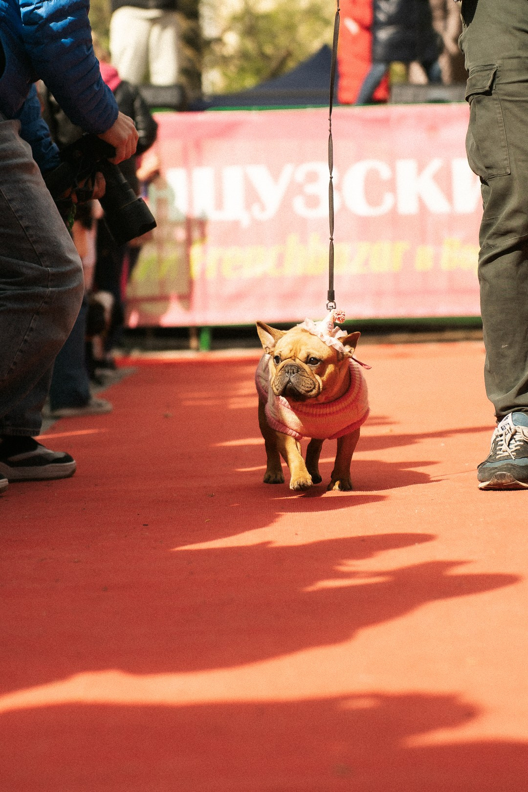 Парад Бульдогов. Axenov_eugene