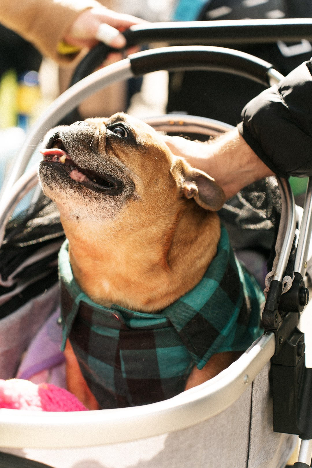 Парад Бульдогов. Axenov_eugene