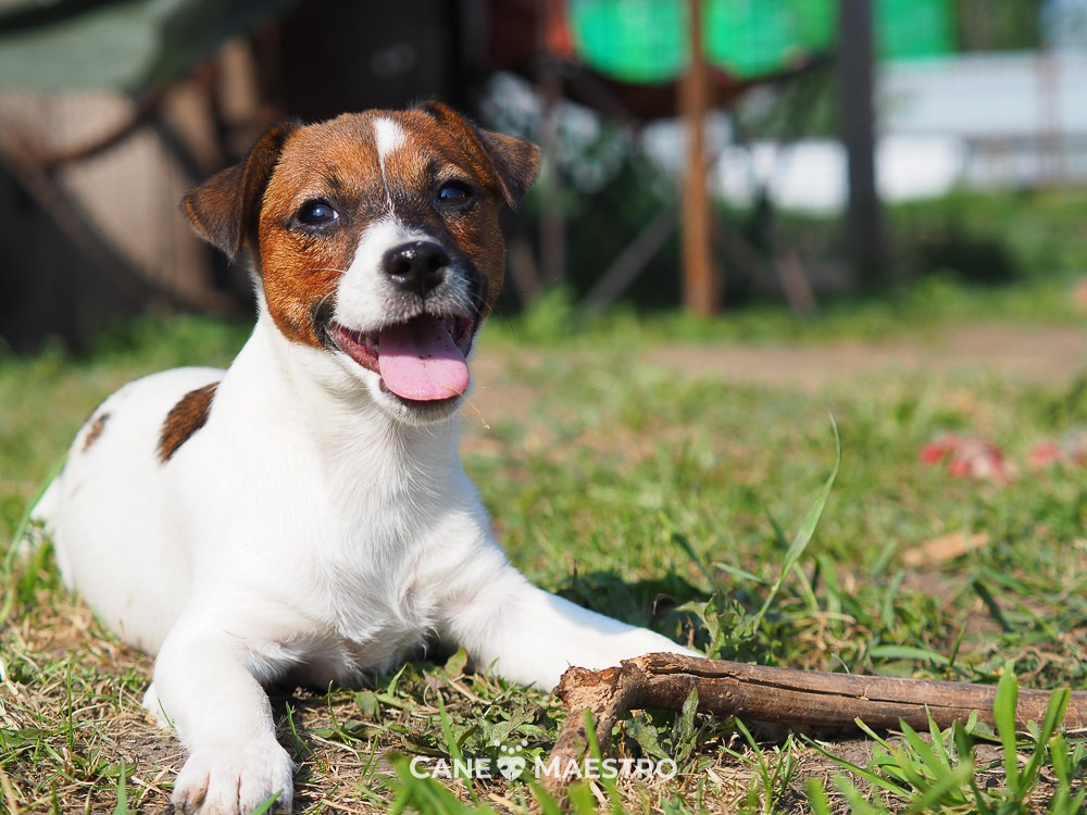 Девочка3галерея. CANE MAESTRO — kennel Jack Russell Terrier