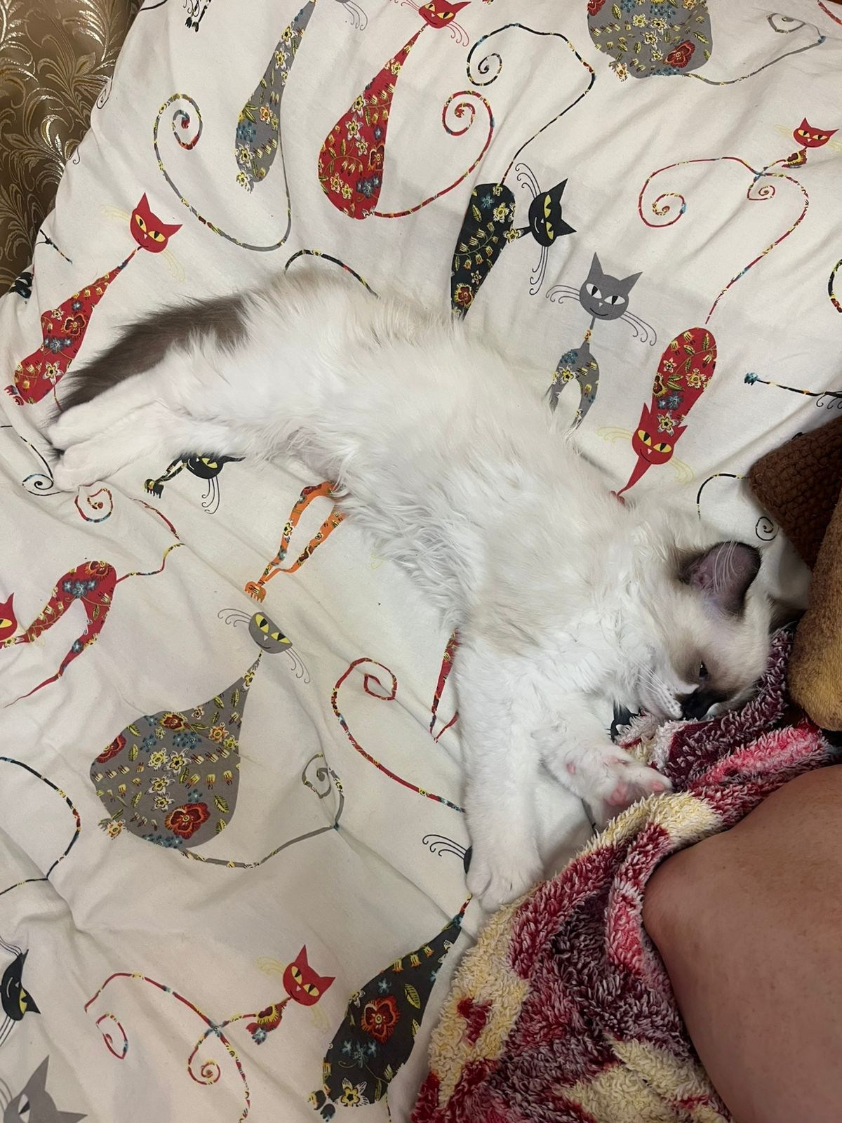 Выпускники Loyal Adore. Питомник рэгдолл Loyal Adore