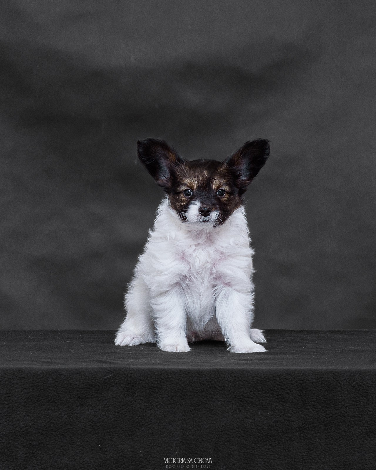 Папийоны 18.11.2023. Фотограф анималист Благовещенск. Сафонова Виктория