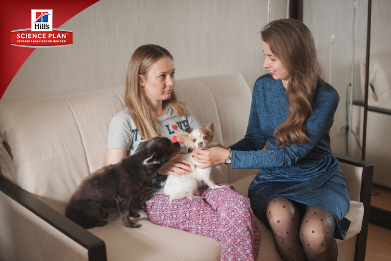 Фотосъёмка для компании Hill`s (2017, перенос со старого сайта). Фотограф собак, фотограф-анималист Аня Титова (Titanya). Москва