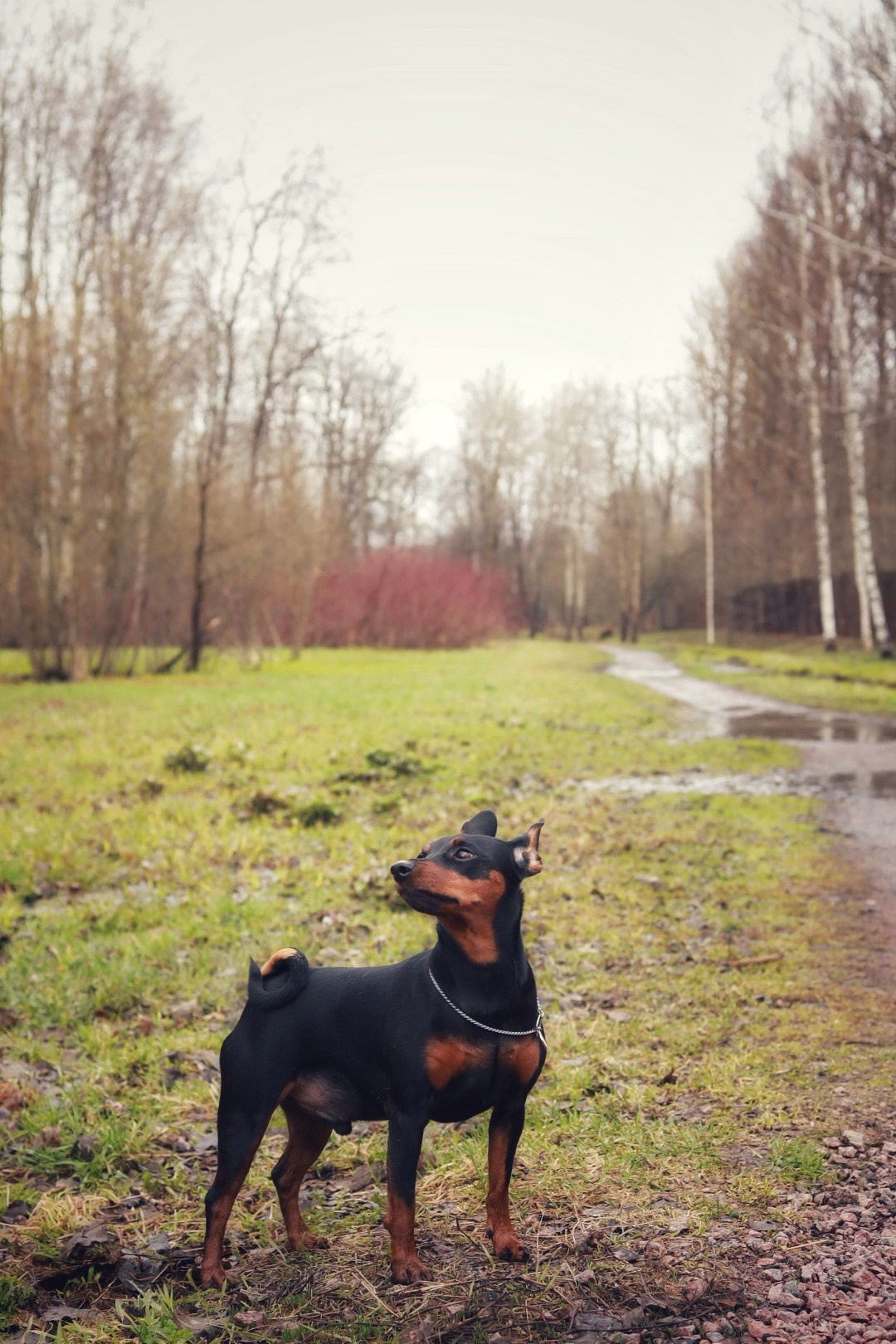 Животные. Художественная фотография