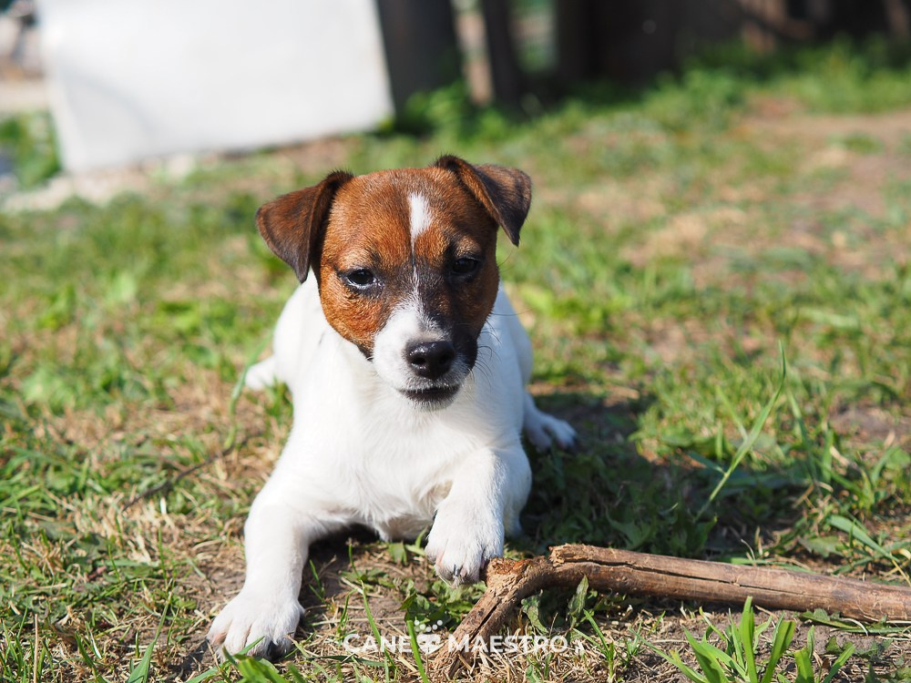 Девочка3галерея. CANE MAESTRO — kennel Jack Russell Terrier