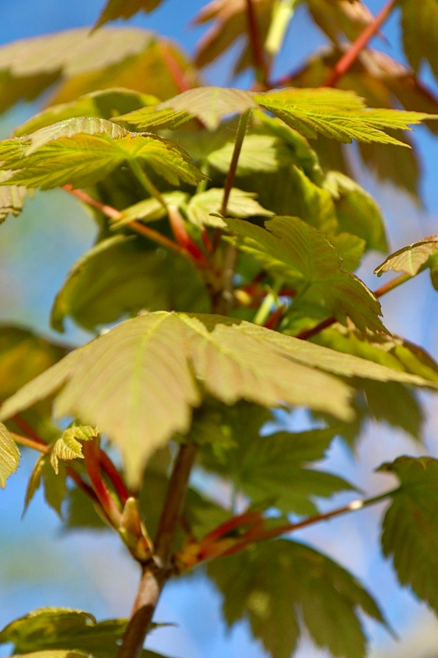 Макро. Фотографирую мир