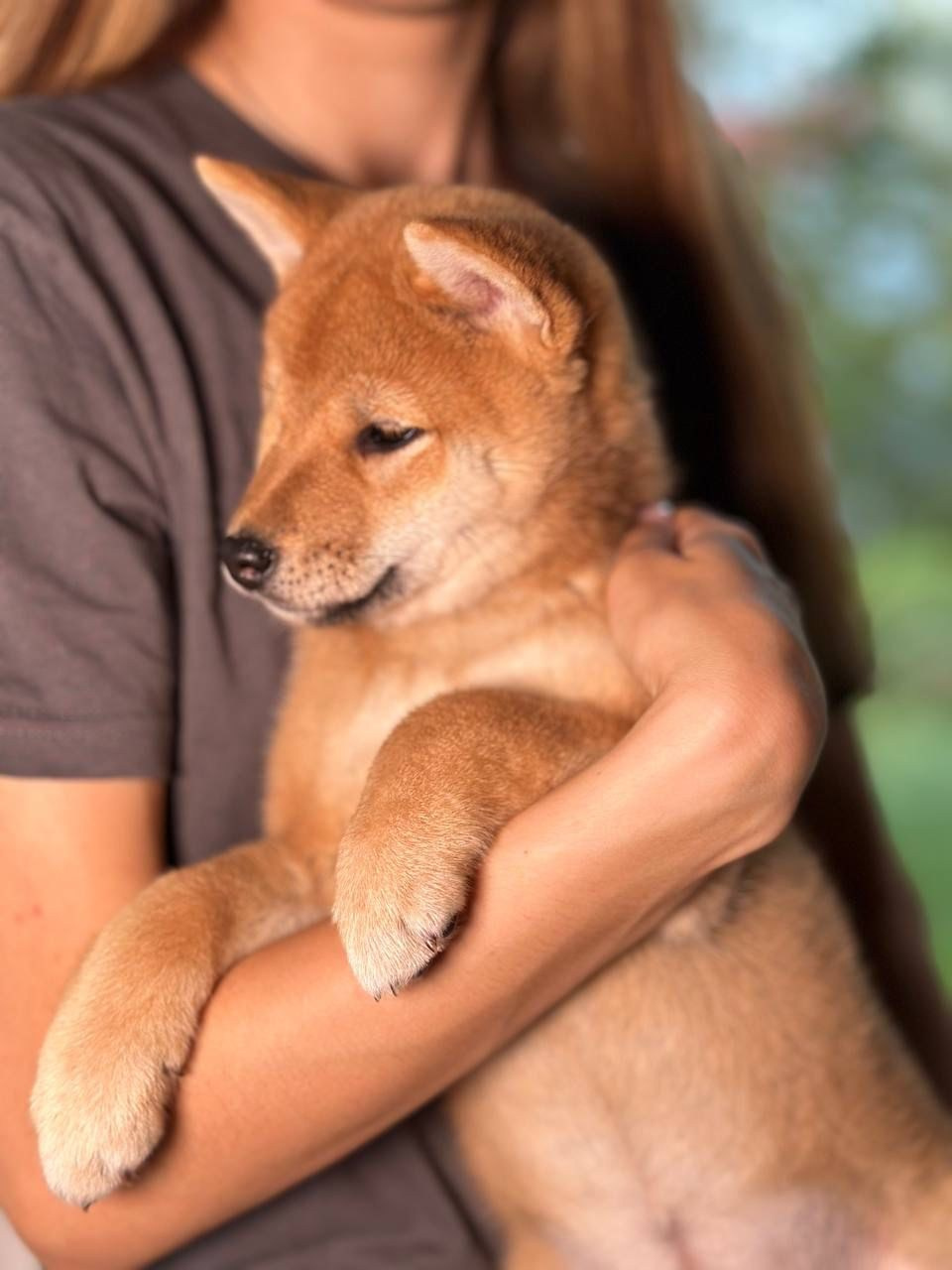 Сиба Rubylight Zoe питомник Рубилайт 