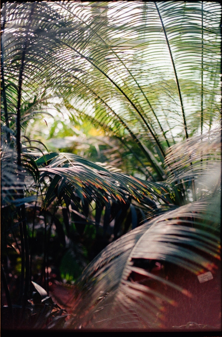 Фото (пленка) - Кирилл Жданов. Группа фотографа - https://vk.com/zhdanovk.photographer