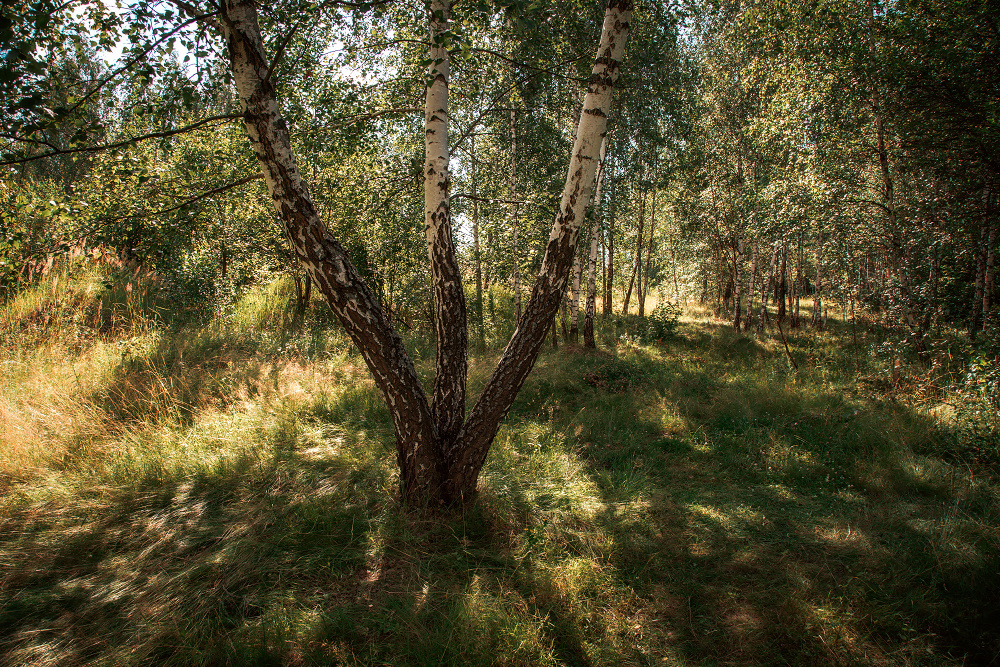 Хотылёво — одно из самых красивых мест для пейзажной фотосъемки. Фотоцентр Перспектива: выпускные альбомы, фотошкола, курсы фотографии