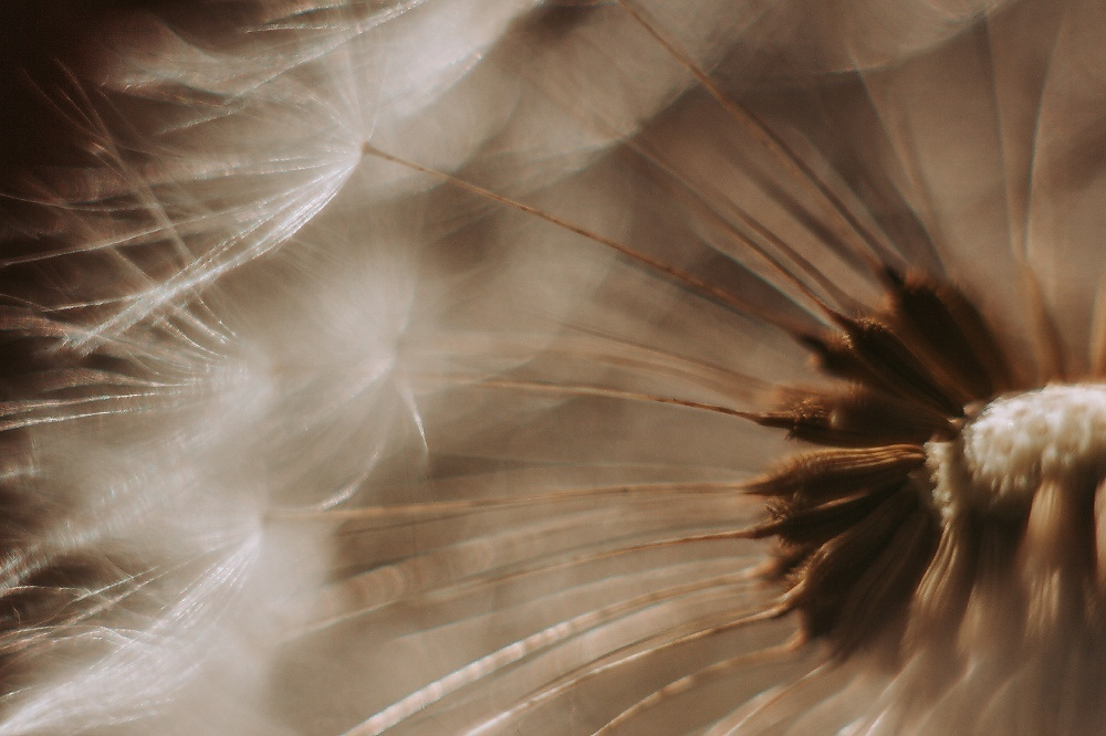 макро фото, одуванчик, природа