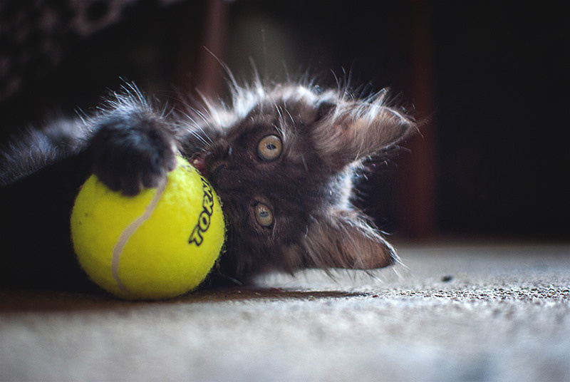 Кот пиксель pixel кошка киса котик тигр pet animalcat животные. •fpsmax• фотограф-ретушер