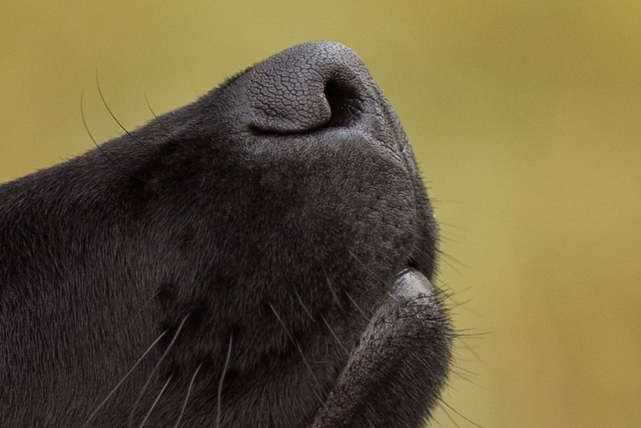 Анастасия и маленькая Юна. Фотограф — Анималист Наталья Тямушева