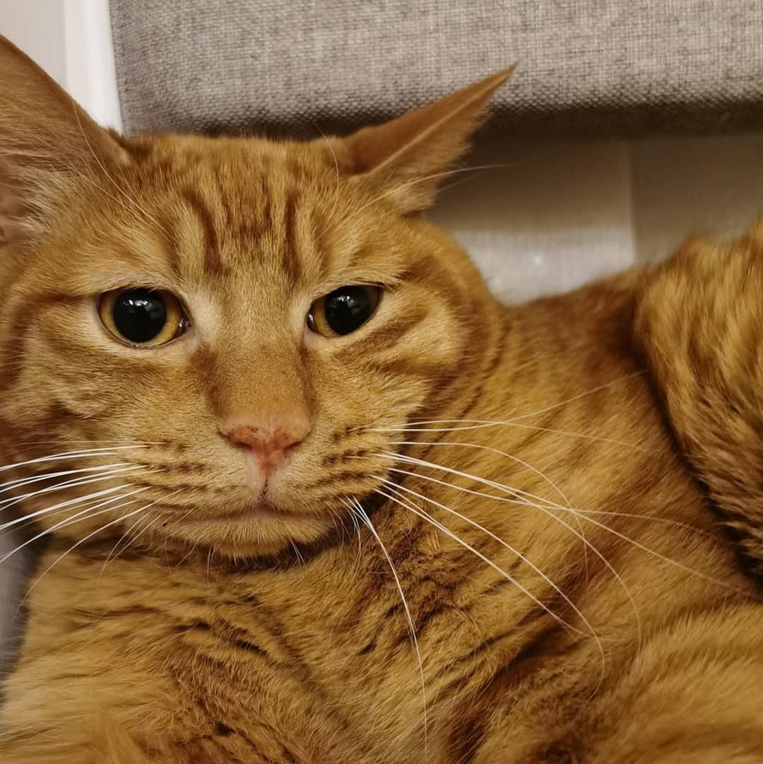 Anka`s Instagram. Заставка