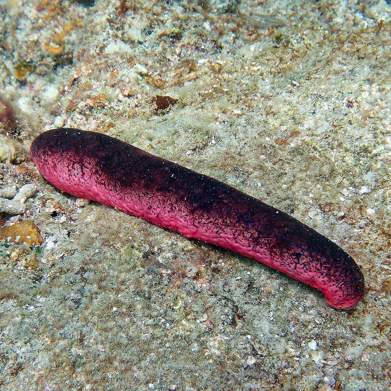 Мне посмотреть. Рыбов показываю